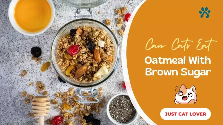 Can Cats Eat Oatmeal With Brown Sugar