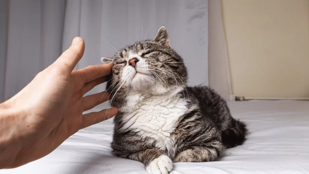 Cat Chewing On Nothing And Purring