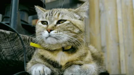 Cat Flea Collars To Destroy Fleas