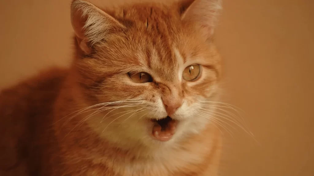 Cat Keeps Sneezing But Seems Fine