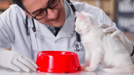 Cat is Not Eating After a Vet Visit