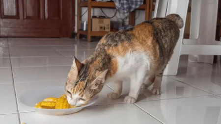 Cat Not Eating Much But Acting Normal