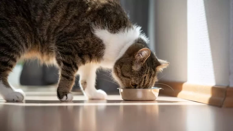 Should I Warm Up Cat Food