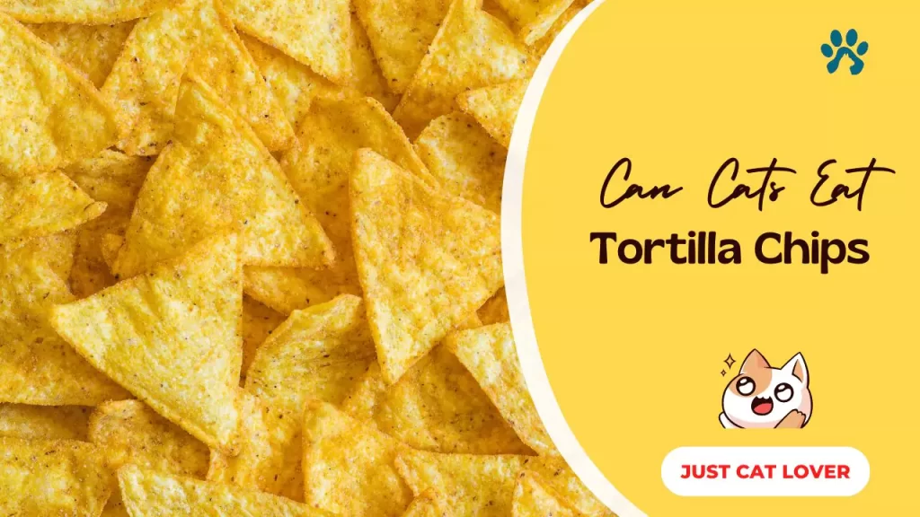 Can Cats Eat Tortilla Chips