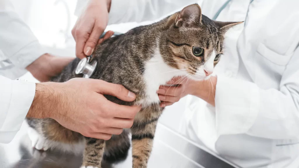 Can Cat Food Cause UTI