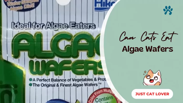 Can Cats Eat Algae Wafers