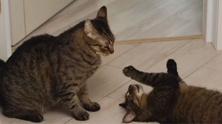 Can Cats Kill Each Other in a Fight