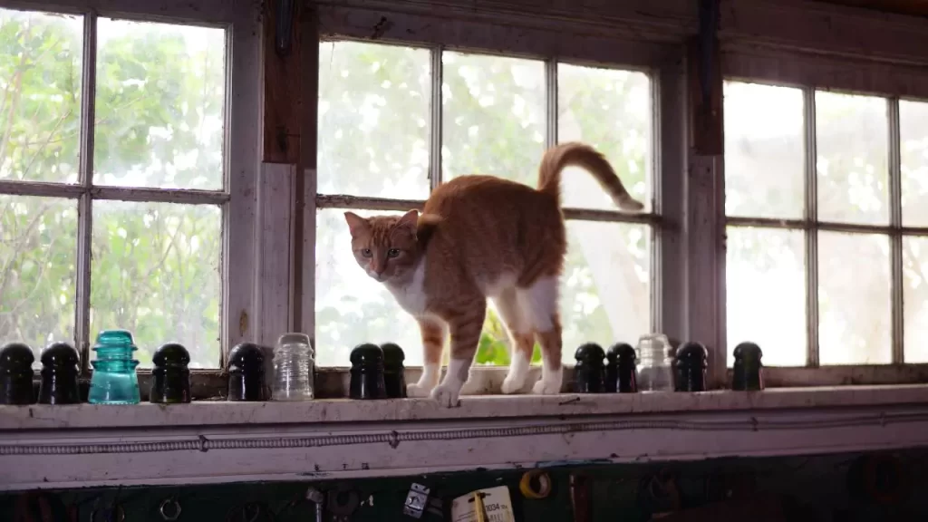 Can Cats Live In A Garage In The Winter