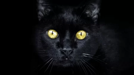 Can Cats See in the Dark