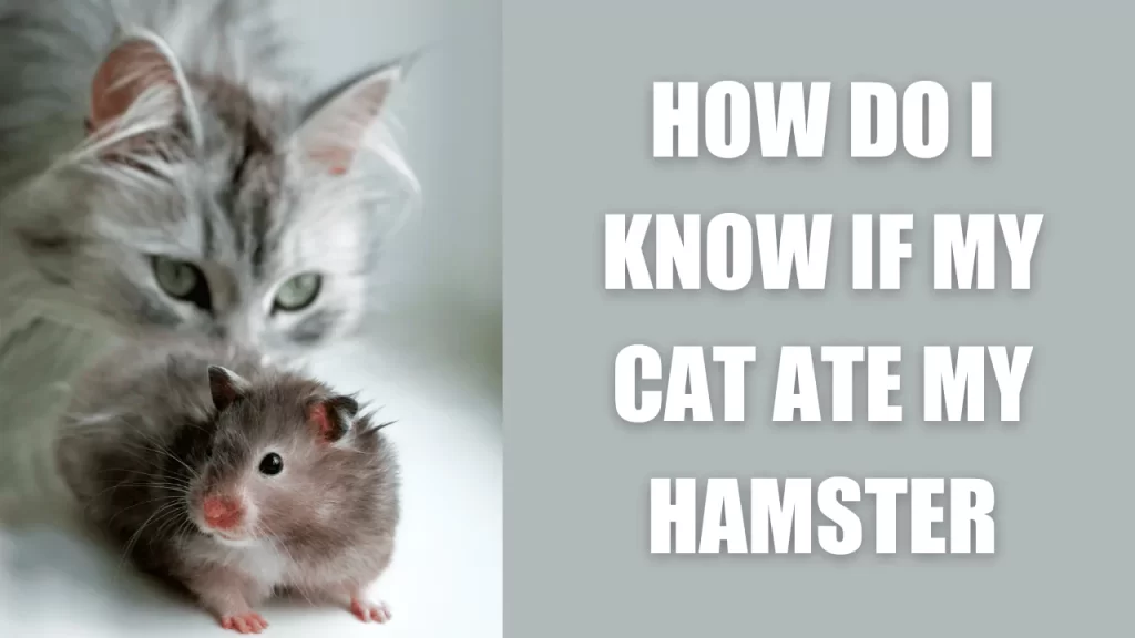 How Do I Know If My Cat Ate My Hamster