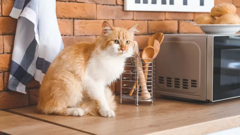 Should I Microwave Cat Food