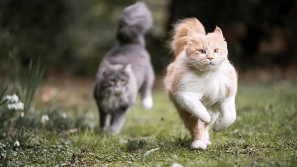 Why Cats Run Away