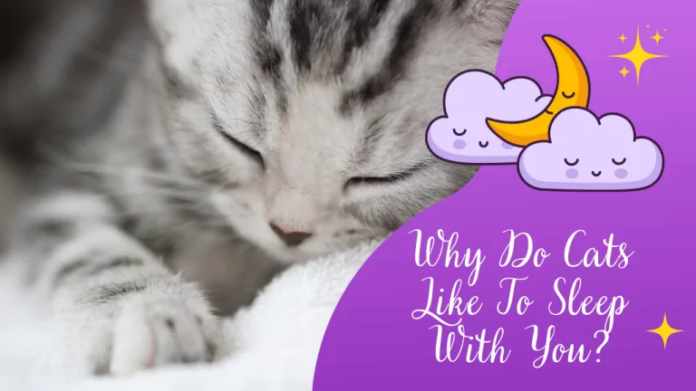 Why Do Cats Like To Sleep With You