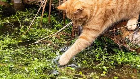 Can Cats Find Their Way Home In The Rain