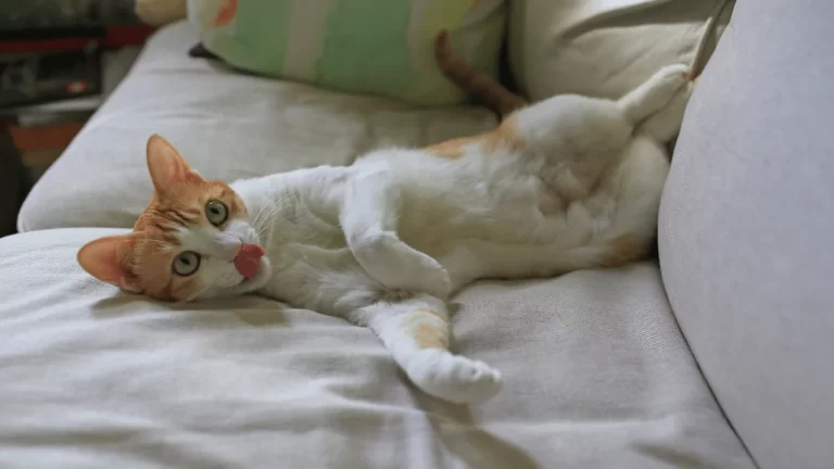 Cats Expose Their Soft Belly And Then Attack You For Petting Them