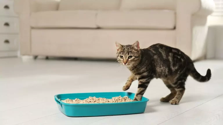 How to Clean Your Litter Box in an Apartment Without Making a Mess