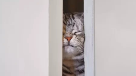 Is My Cat Smart Enough To Open The Bedroom Door