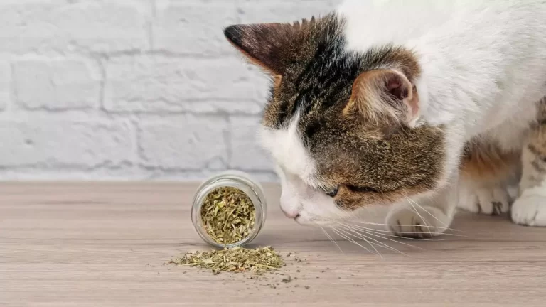What Does Catnip Do To Cats
