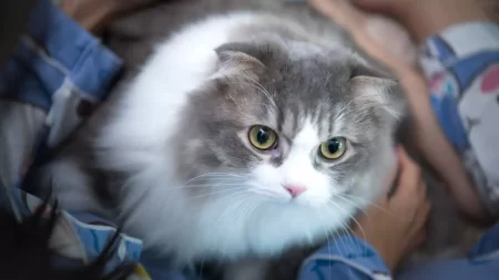 Which Are The Most Attractive Cat Species