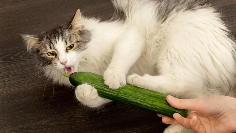 Why Are Cats Afraid Of Cucumbers