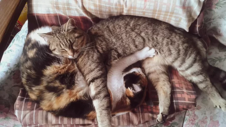 Why Do Cats Sleep On Top Of Each Other