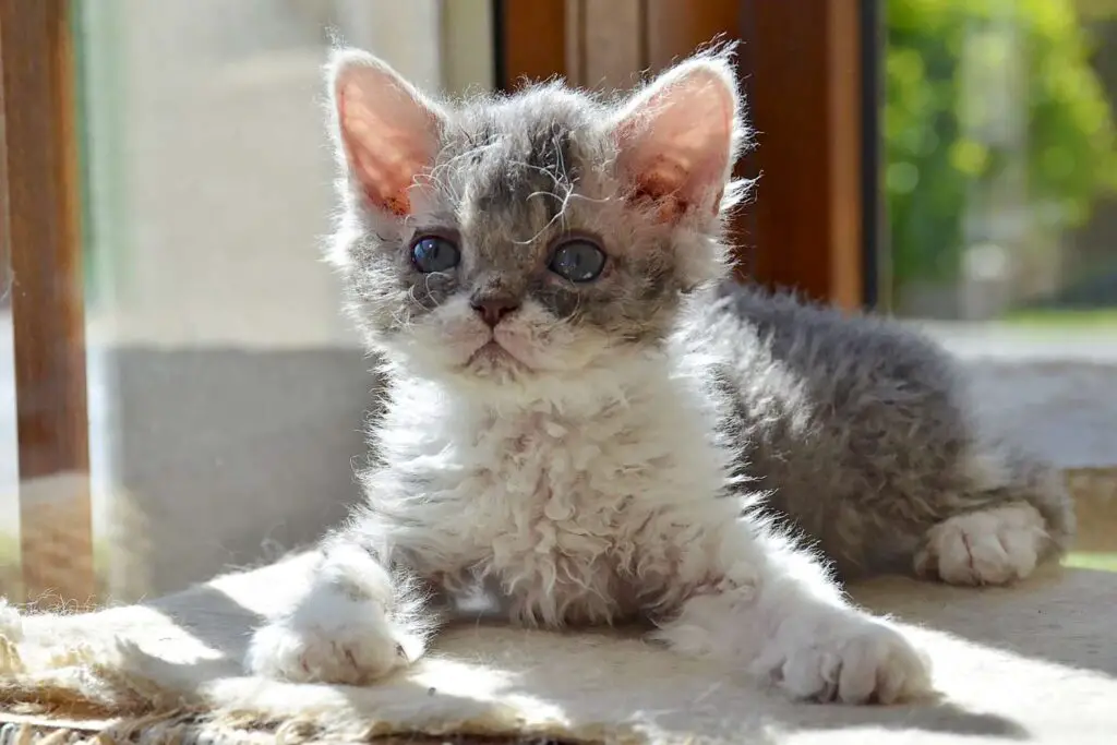 Selkirk Rex