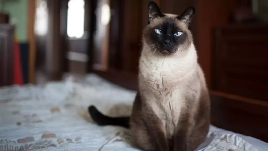 Are Siamese Cats Skittish