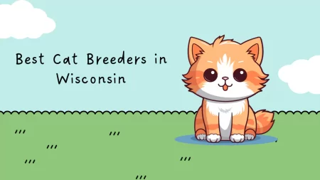 Best Cat Breeders in Wisconsin