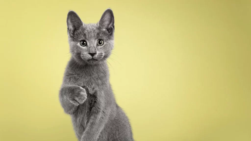 Best Russian Blue Cat Breeders In Michigan