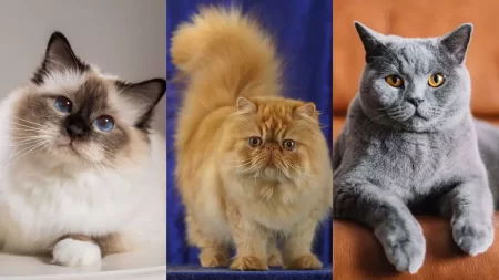 Cat Breeds That Don’t Meow