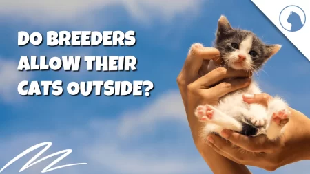 Do Breeders Allow Their Cats Outside