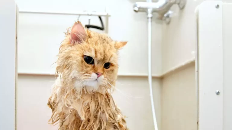 Is Bathing My Cat Every Month Animal Abuse