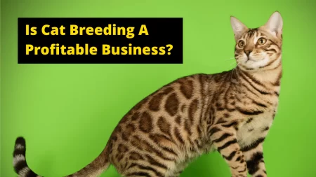 Is Cat Breeding A Profitable Business