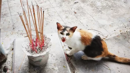 Is Incense Bad for Cats