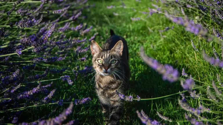 Is Lavender Safe For Cats
