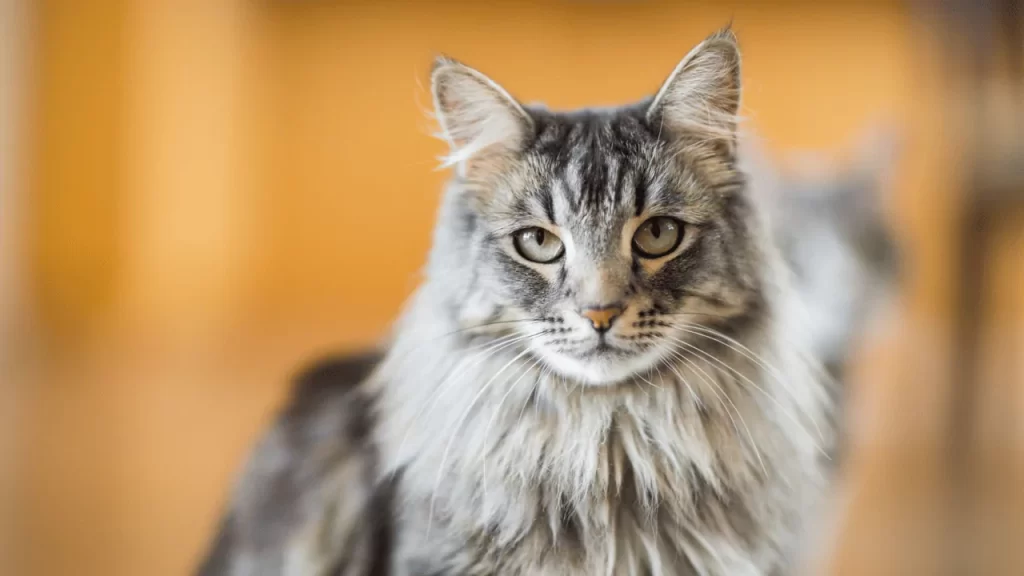 Maine Coon