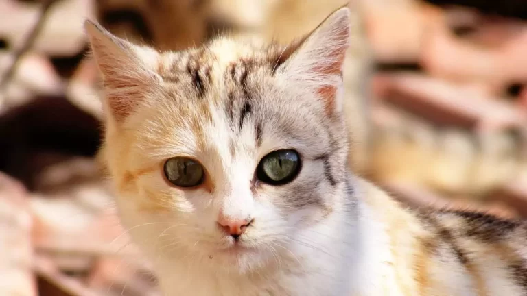 What Does It Mean When Cats' Eyes Are Slits