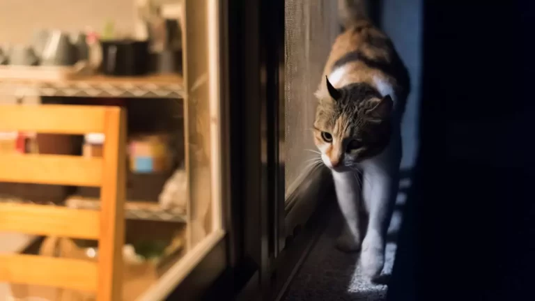 Why Cats Are So Active at Night