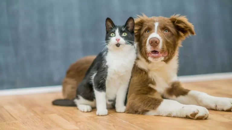 Can A Cat Get Pregnant From A Dog