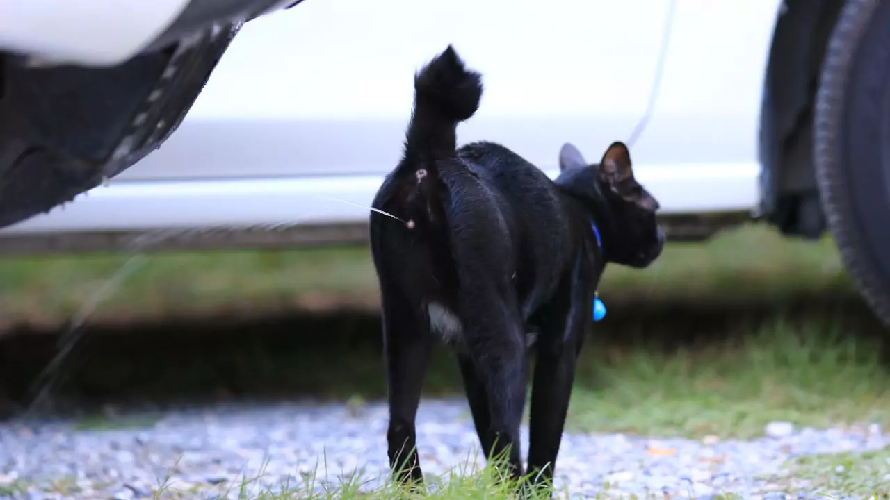 Do Cats Pee On Their Period Answered 