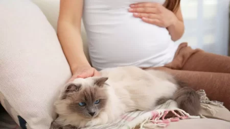 Does Cats Cause Infertility