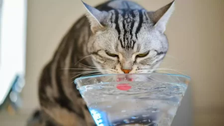 How Long Can A Cat Go Without Water