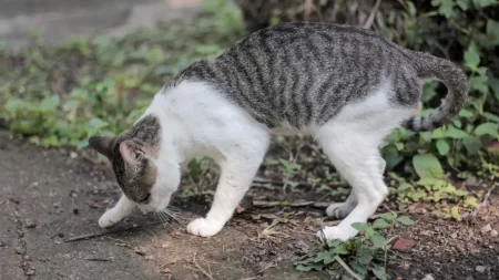 How Long Can A Cat Hold Their Poop