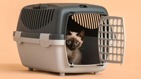 How Long Can A Cat Stay In A Carrier