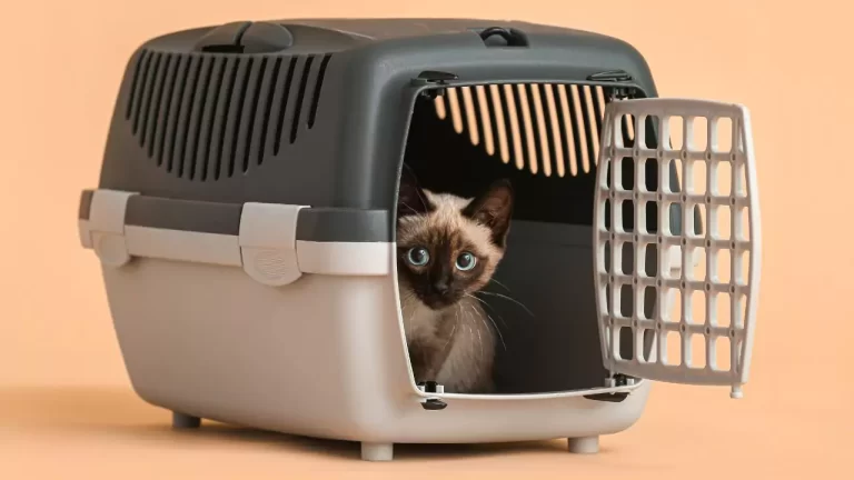 How Long Can A Cat Stay In A Carrier