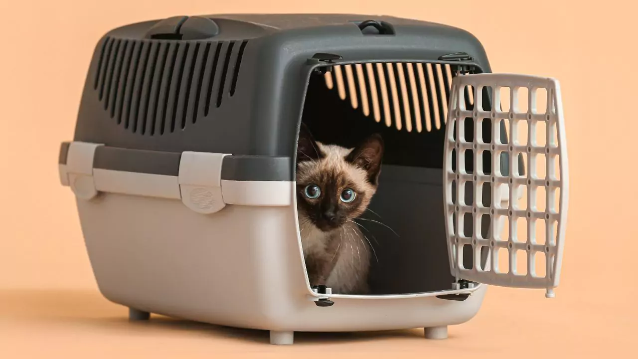 How Long Can A Cat Stay In A Carrier? (Explained)