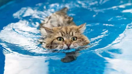 How Long Can A Cat Stay Underwater