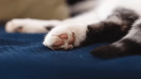How Many Toes Does Cats Have