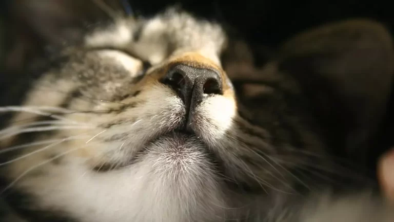 What Does It Mean When A Cat’s Nose Is Dry