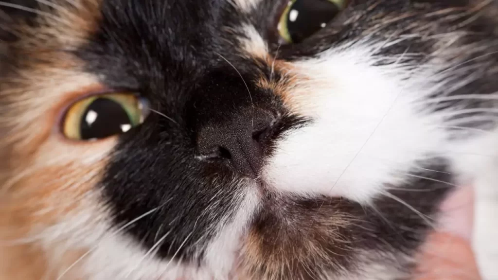 What Does It Mean When A Cat's Nose Is Wet